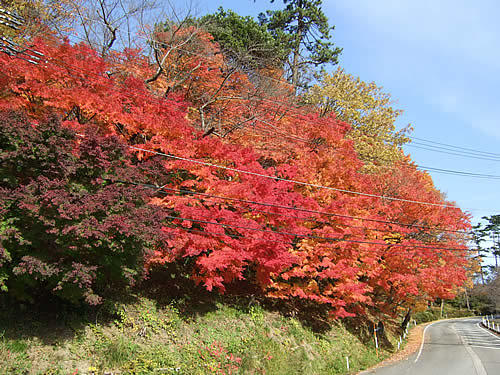 輪島 一本松公園(1) 紅葉