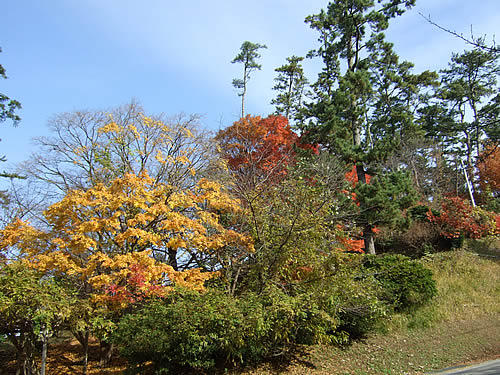 輪島 一本松公園(4)