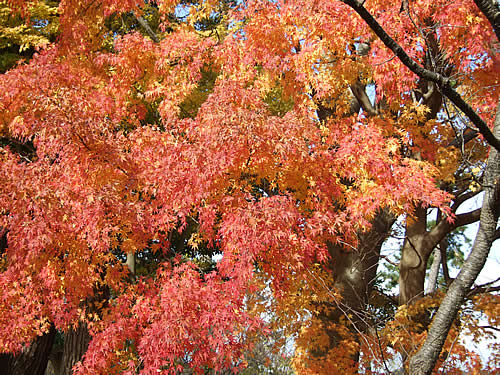 輪島 一本松公園(5)