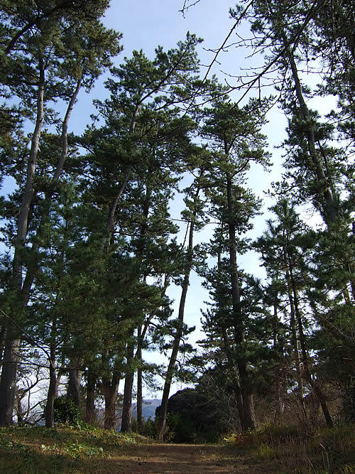 輪島 一本松公園(17)