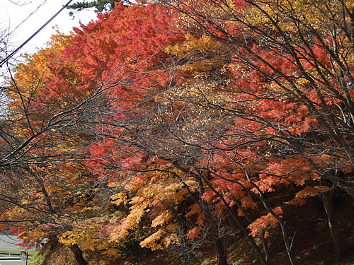 輪島塗り 日本画 紅葉 61hcYQjhG-L._UF350,350_QL50_.jpg