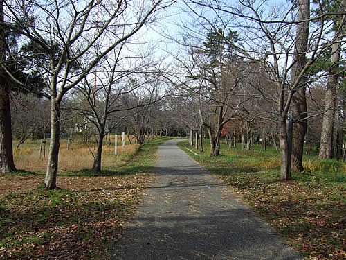 輪島 一本松公園(6)