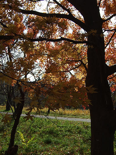 輪島 一本松公園(10)